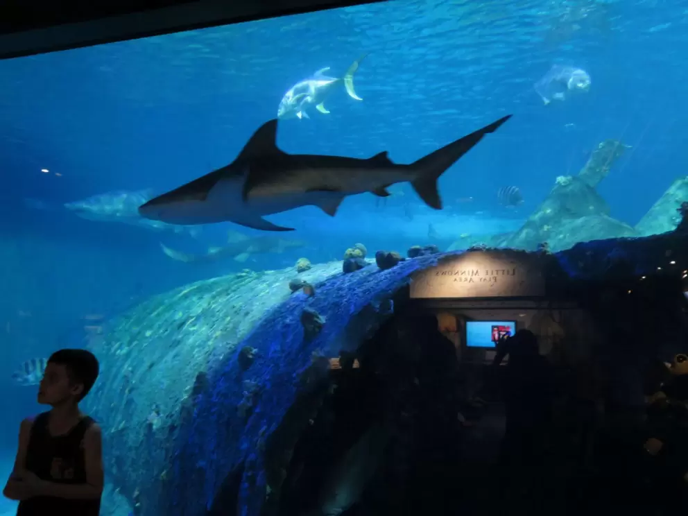 Shark!