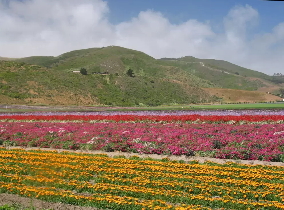 Marigolds and sweet peas, in early June. 