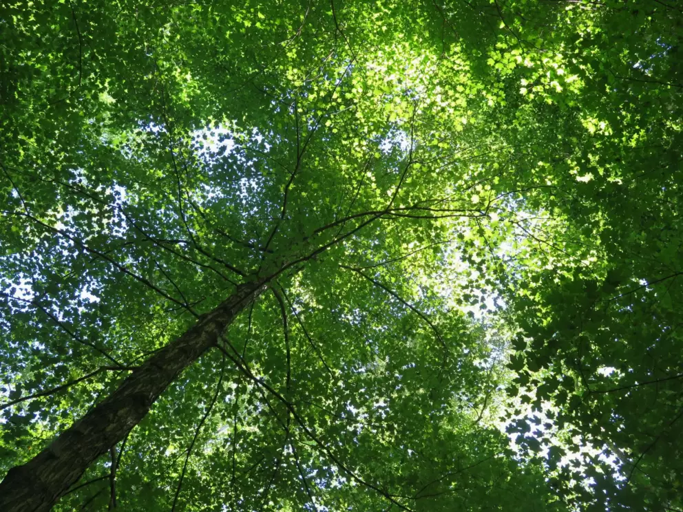 Looking up at the beautiful trees.