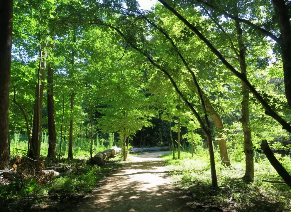 The unpaved section.
