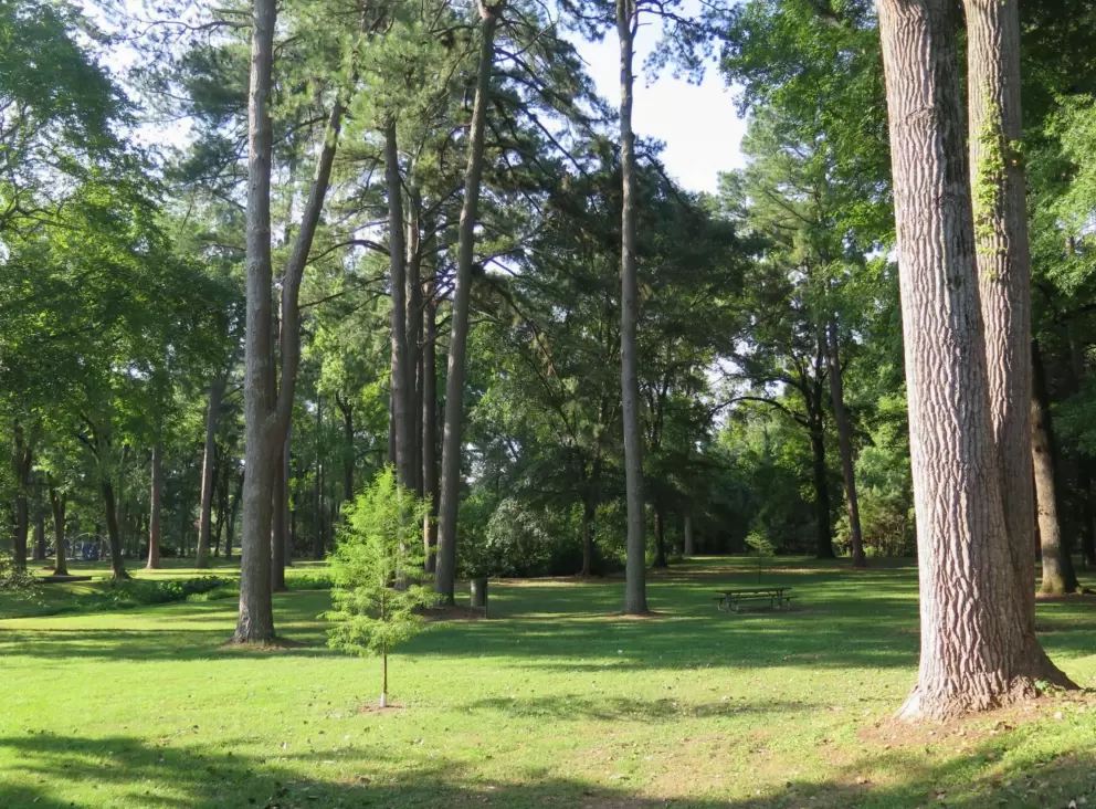 Grassy areas catching the sun.
