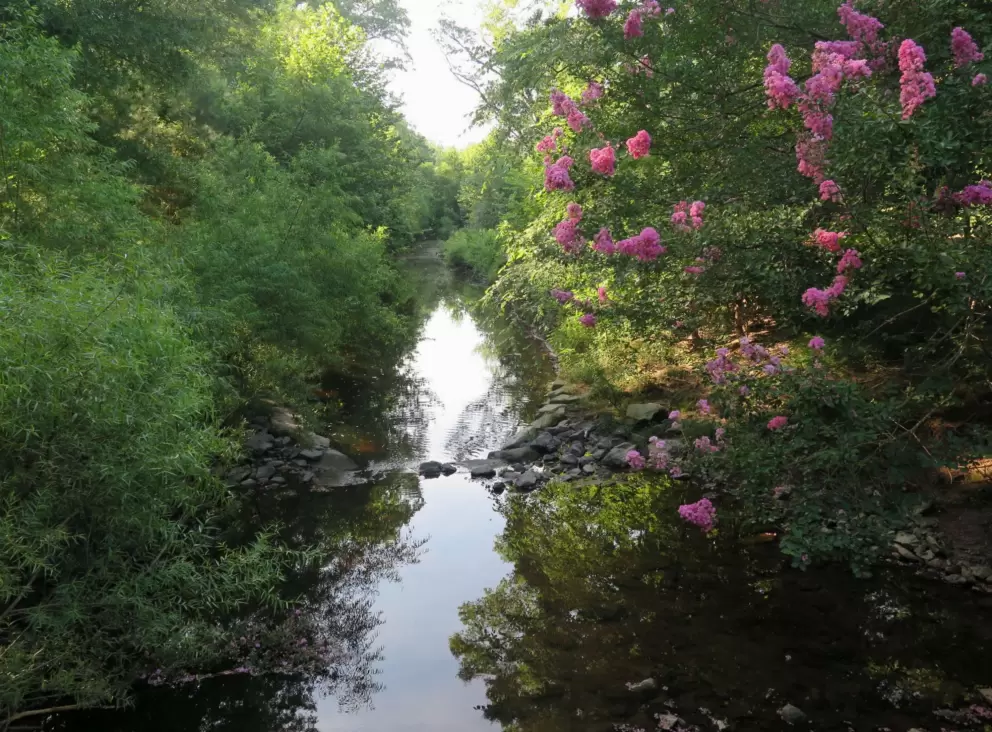 Flowers and creek.