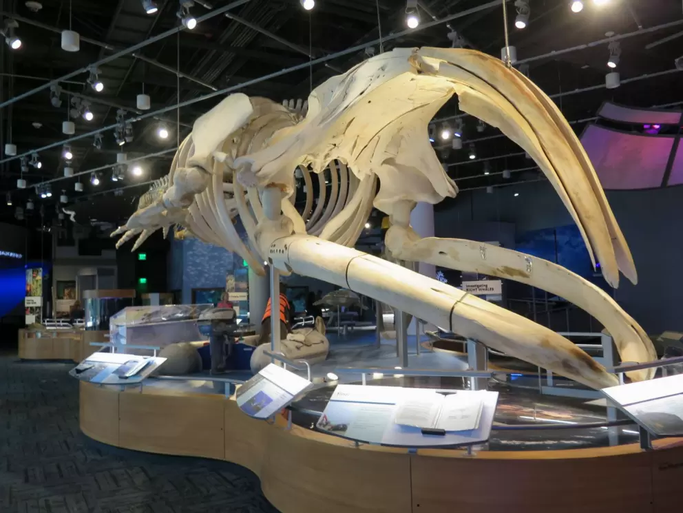 Whale skeleton.