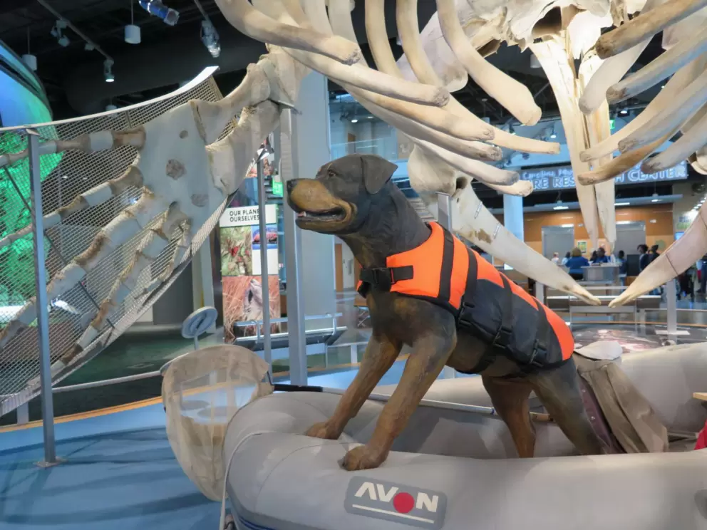 Rescue dog.