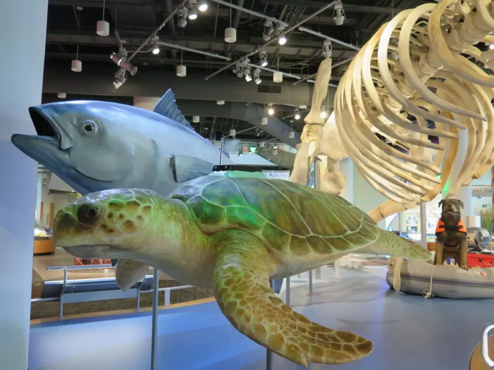 Turtle and fish.
