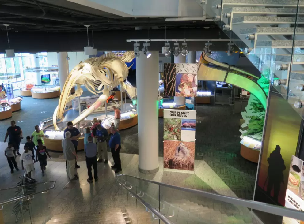Whale skeleton downstairs.