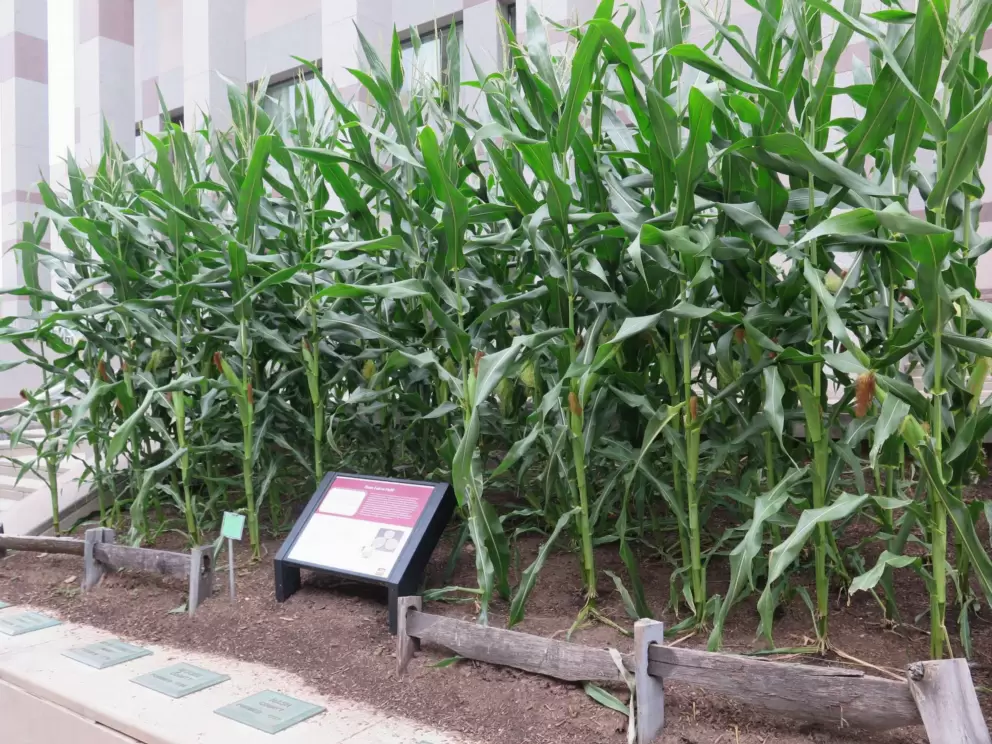 Corn, growing outside the museum for an exhibit on North Carolina agriculture.