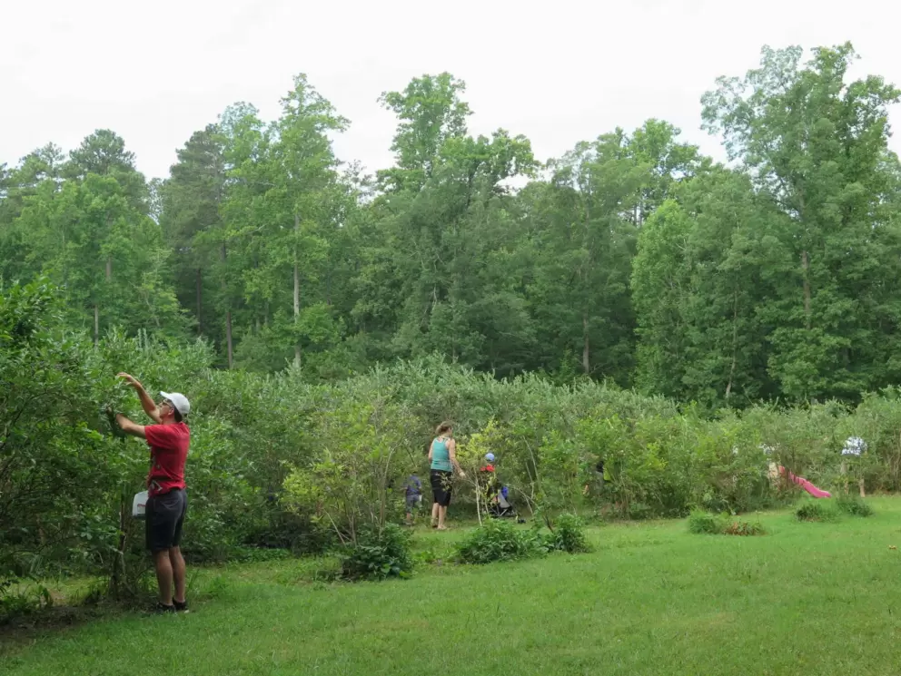 A man picks blueberries from high branches.