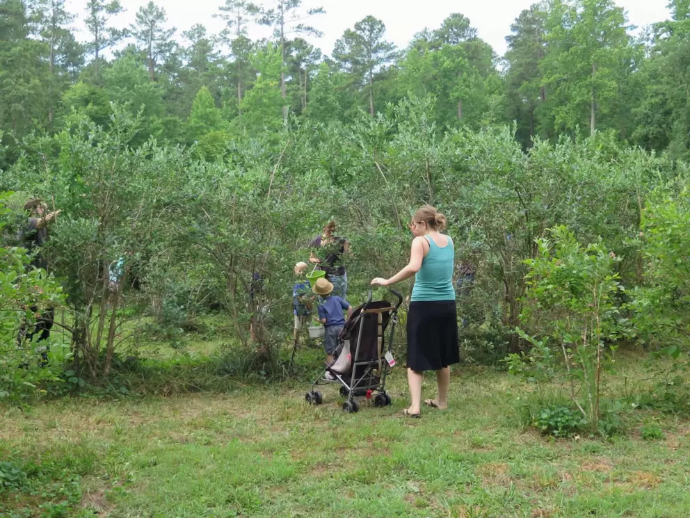 A family going blueberry picking.