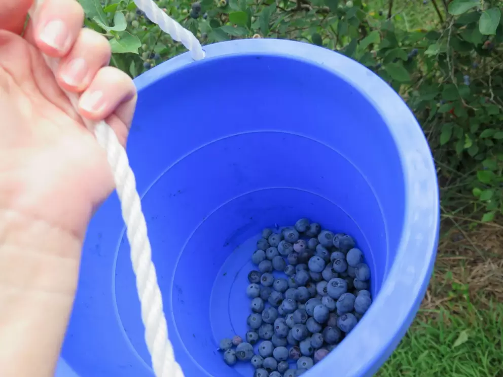 Blueberries in a bucket.