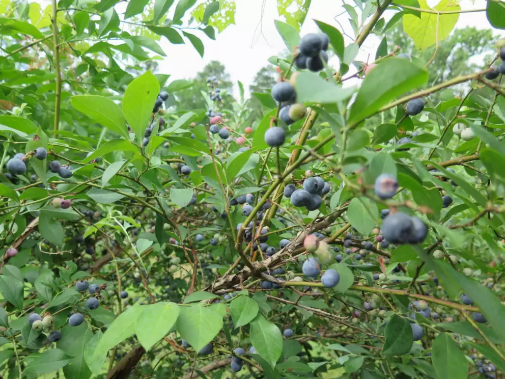 Blueberries on the bush.