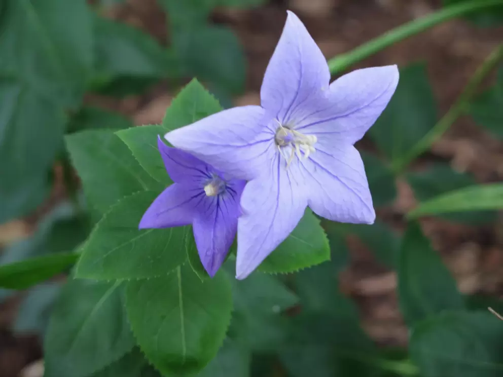Blue flowers.