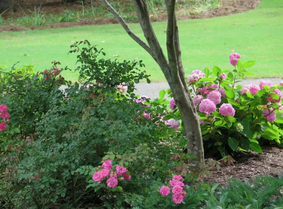 Green grass and pink flowers.