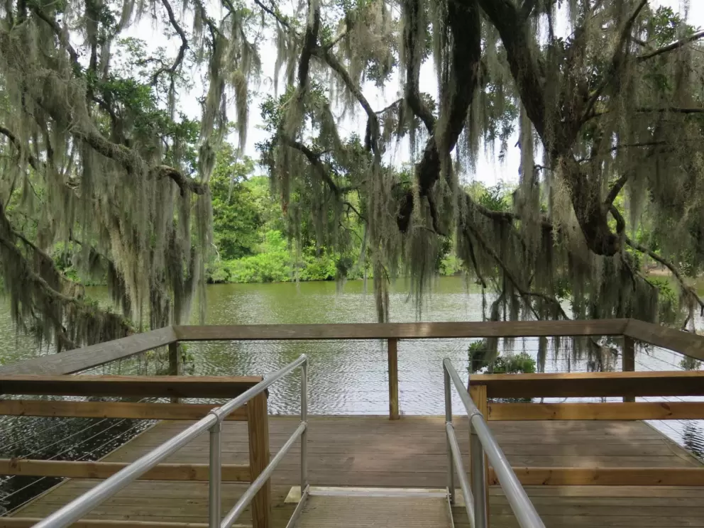 A nice lookout, toward the water, under the Spanish moss.