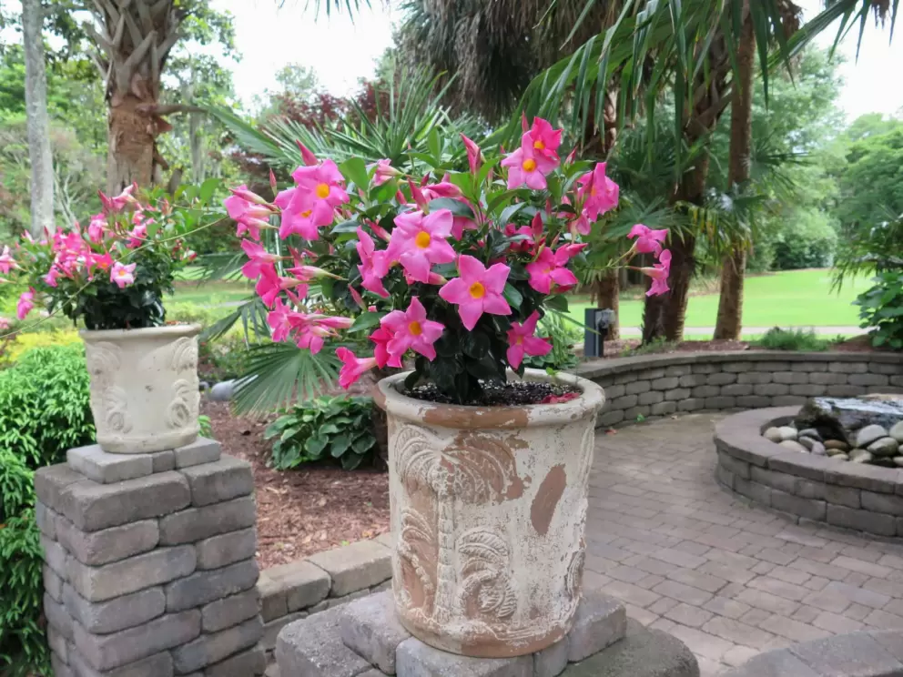 Tropical flowers and fire pit.