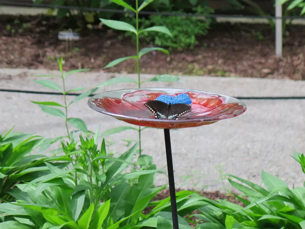 Buttefly mealtime.