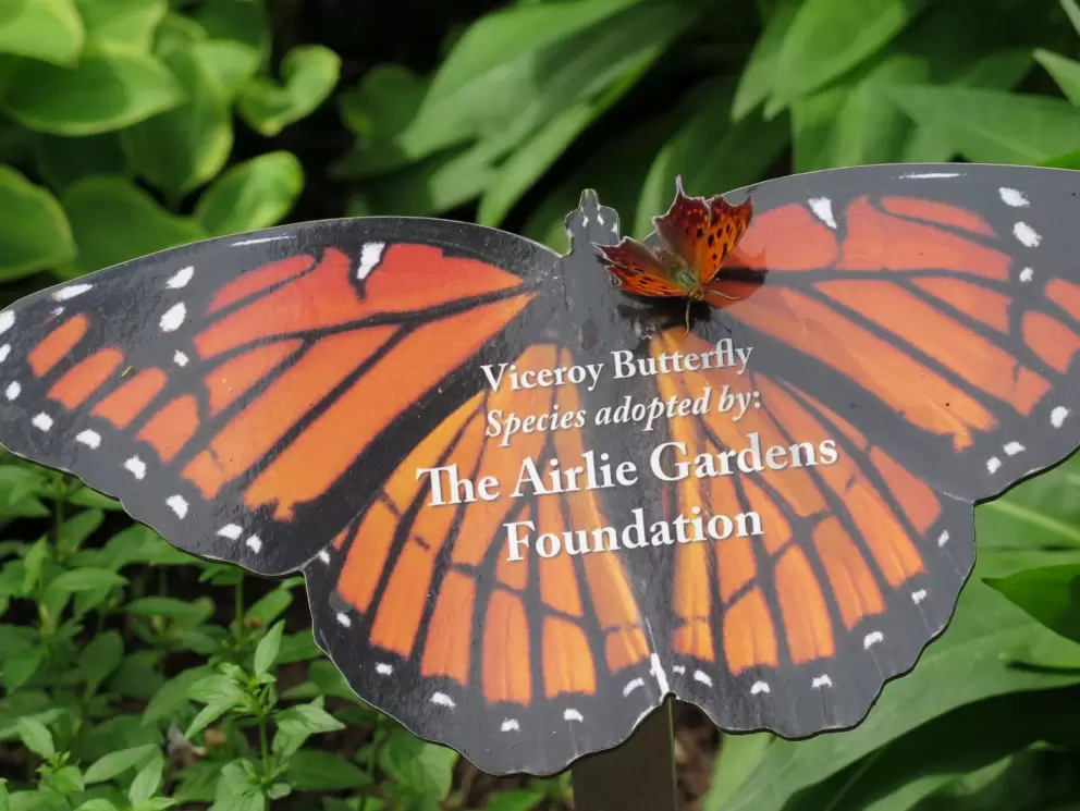 Butterfly sitting on a butterfly sign!