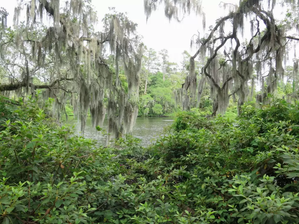 Water and Spanish moss... a perfect combination.