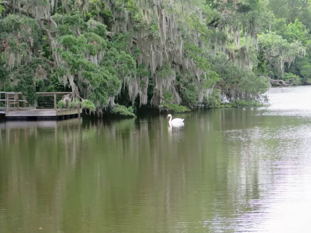 Swan swimming by.