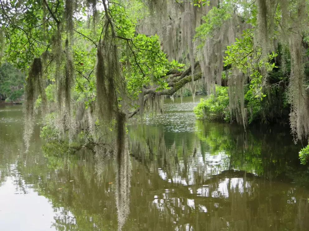 Spanish moss in a peaceful spot on the water.
