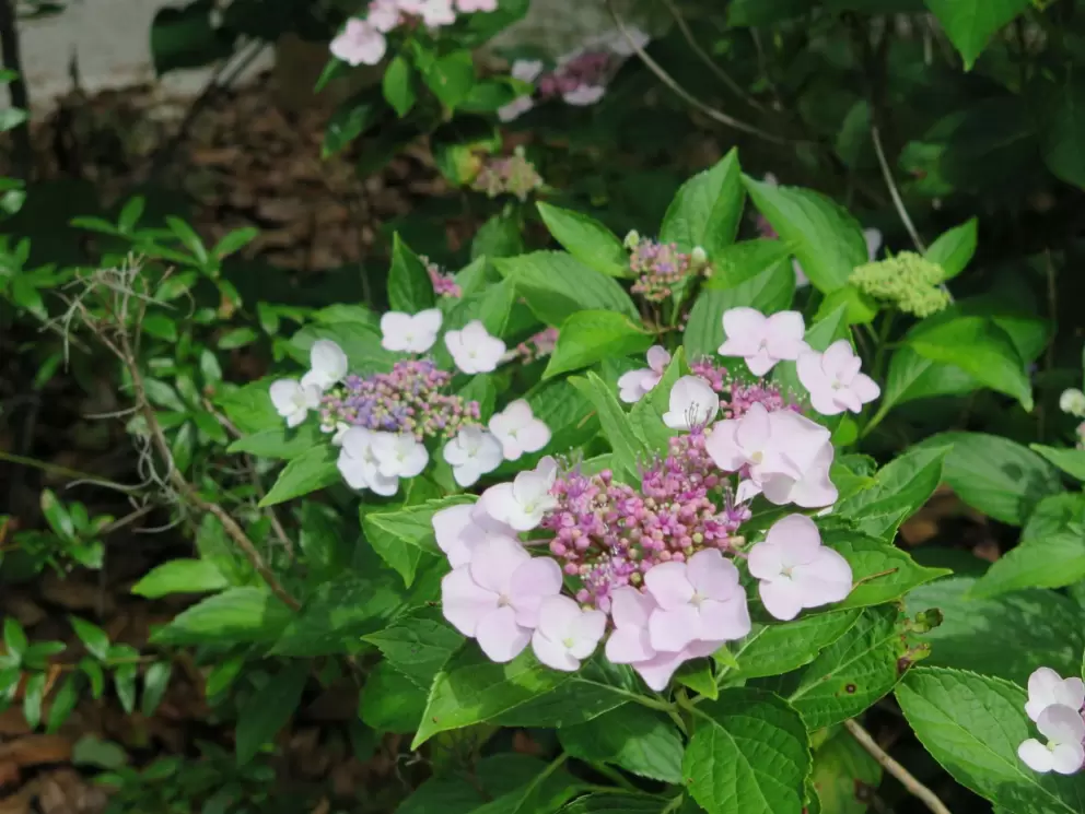 Flowers that are so lovely!