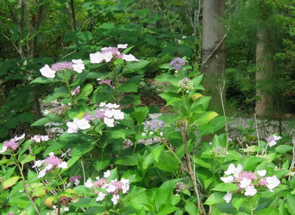 Flowers in the forest.
