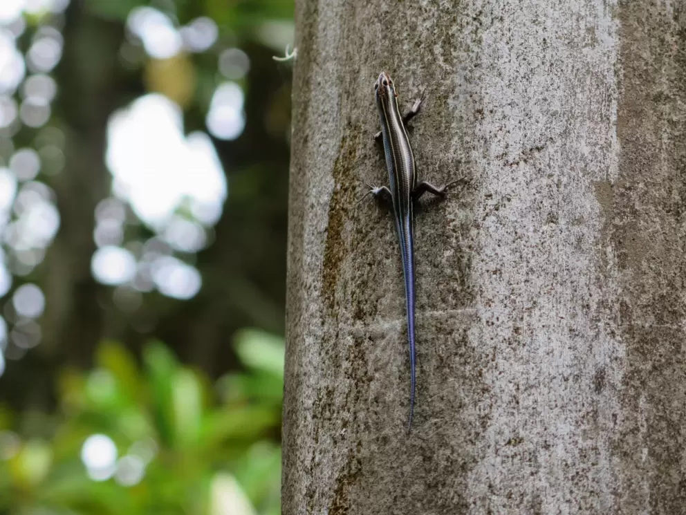 I love this lizard with a blue tail!