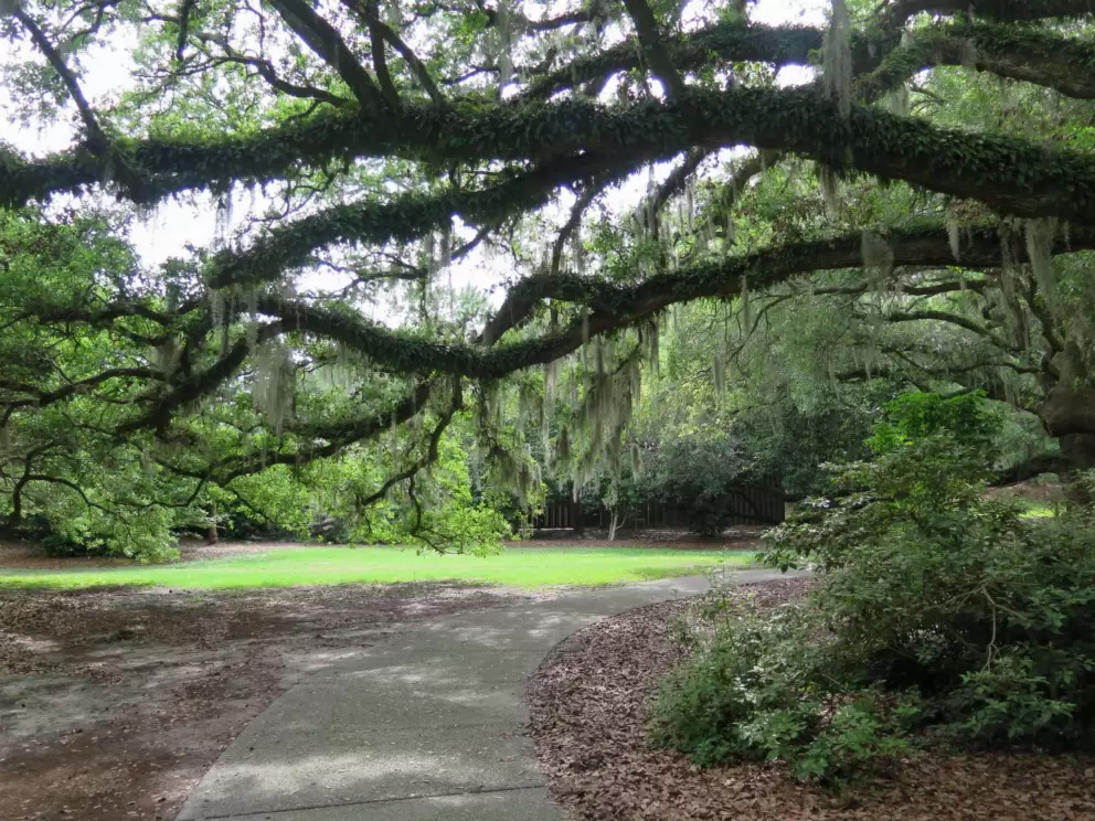 Walkway under old oak trees.