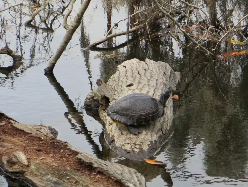Turtle on a log.