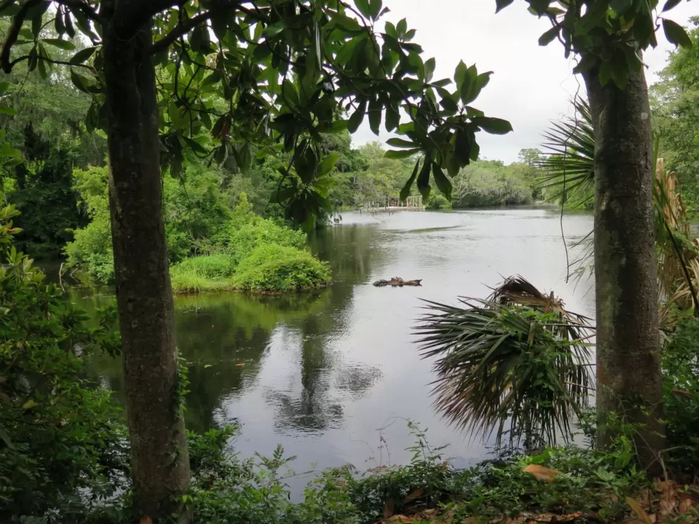 Tropical plants by the water.