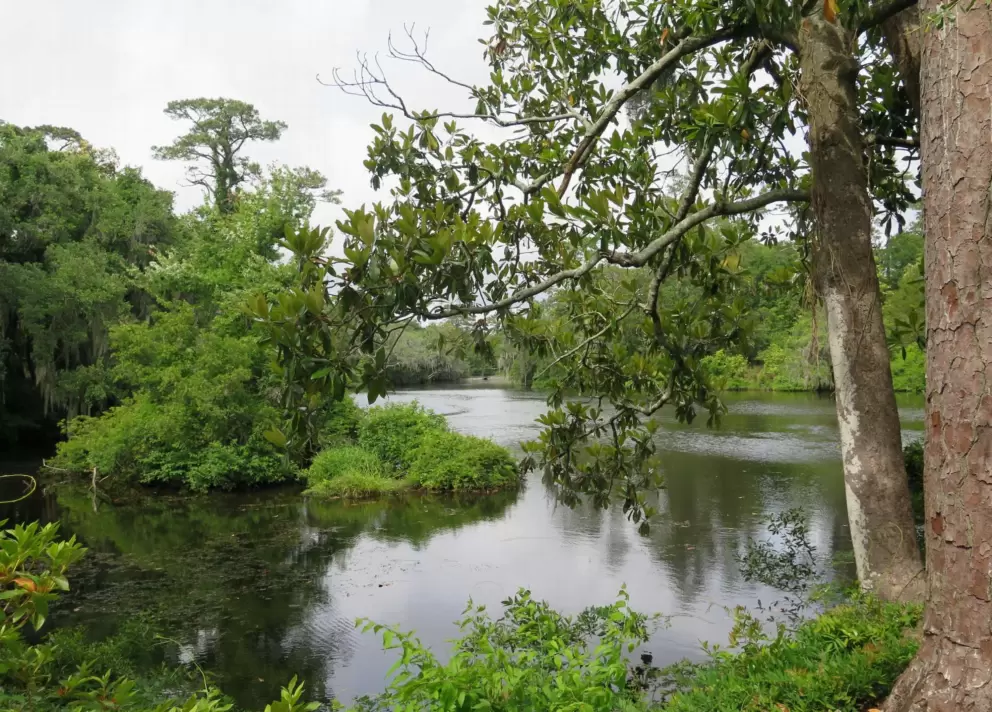 Magnolia branches and pond.