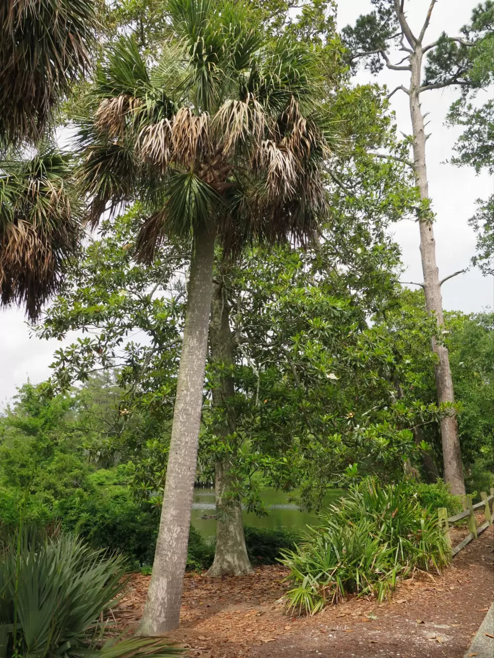 Cabbage palm.