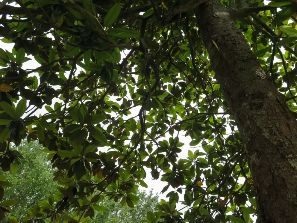 Looking up at magnolia leaves.