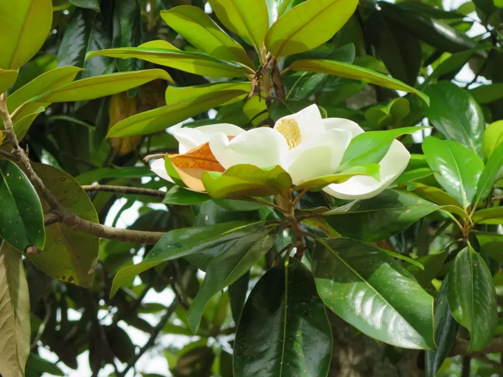 Magnolia flower and glossy leaves.