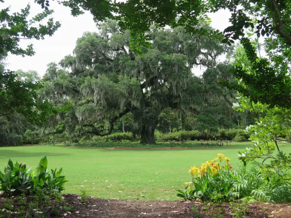 Airlie Oak, 400 years old.