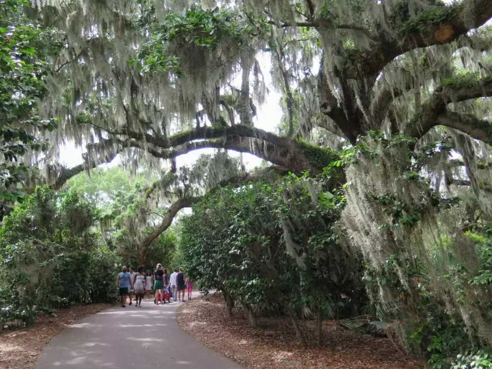 A group walks under the Spanish moss.