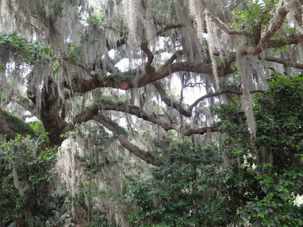 Oak tree with Spanish moss.