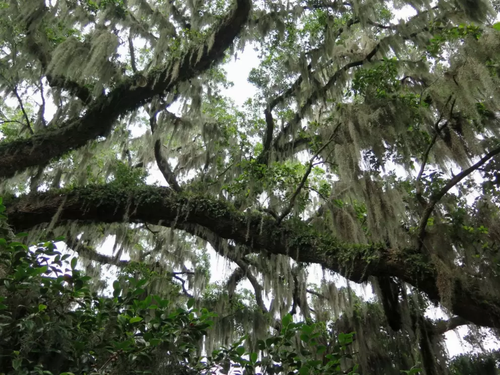 Looking up at amazing oak tree branches.