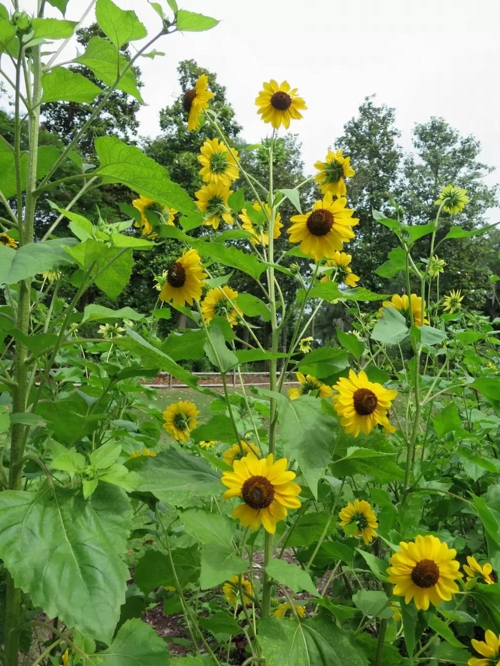 Sunflowers!