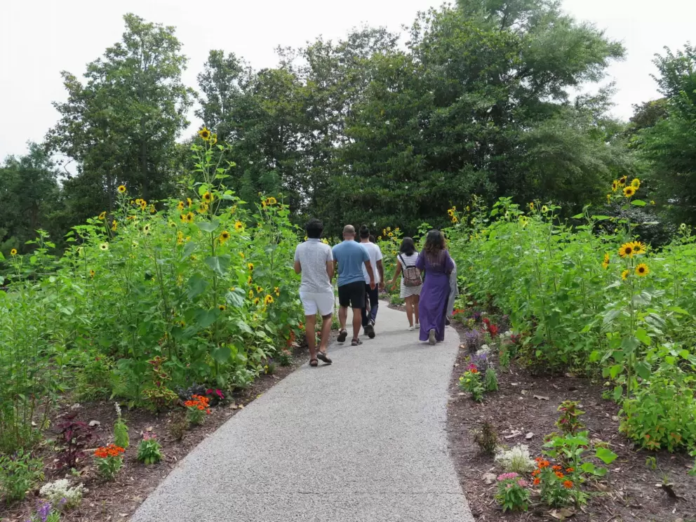 A group walks in the sunflower garden.