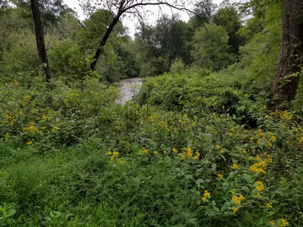Yellow flowers everywhere along the greenway, in September!