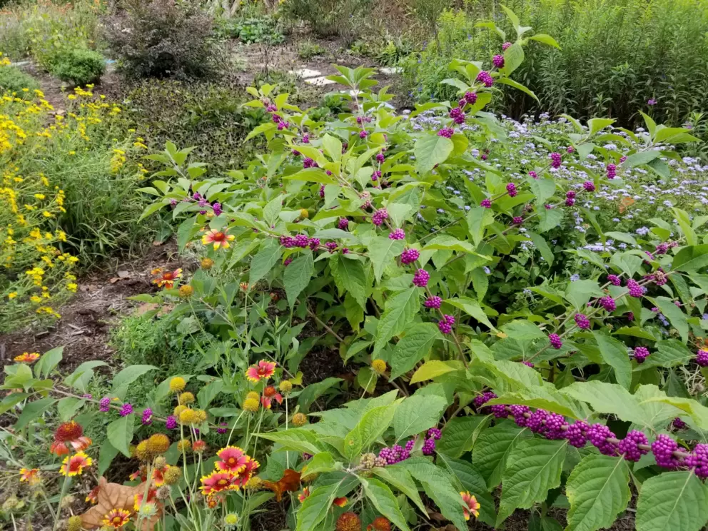 Sweet little flower patch, at Gold Park.