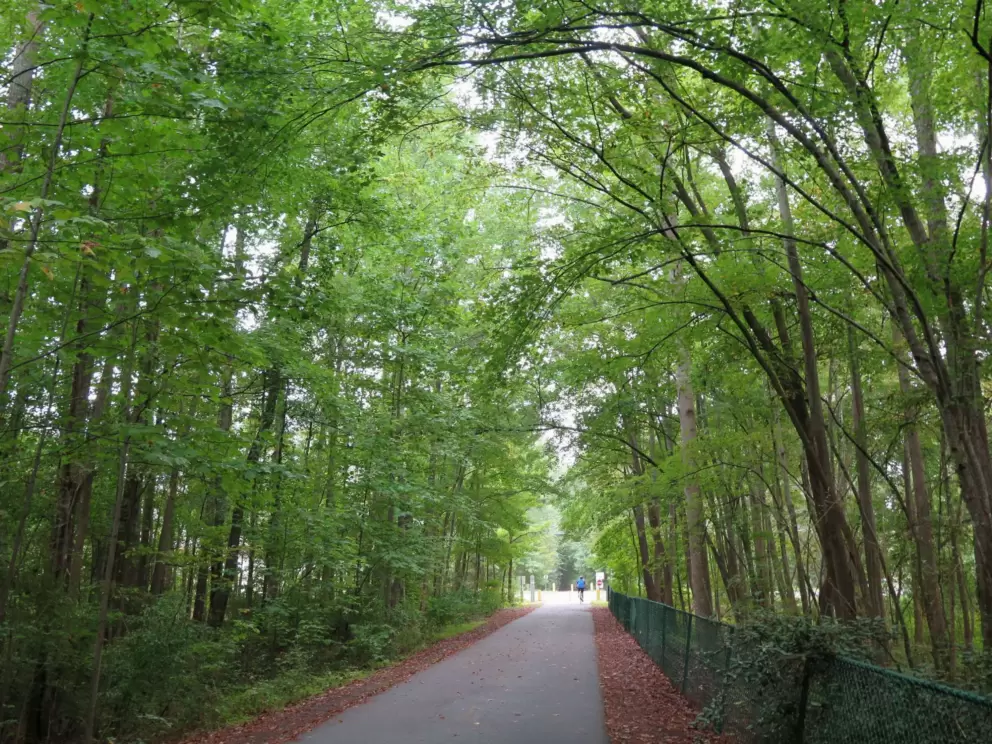 A canopy of trees.