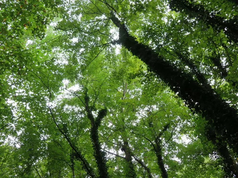 Beautiful view above, of trees and vines.