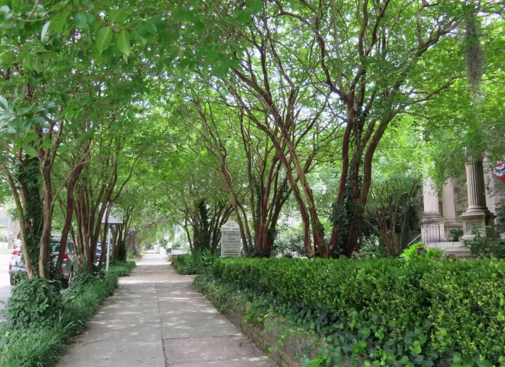 Shady sidewalk.