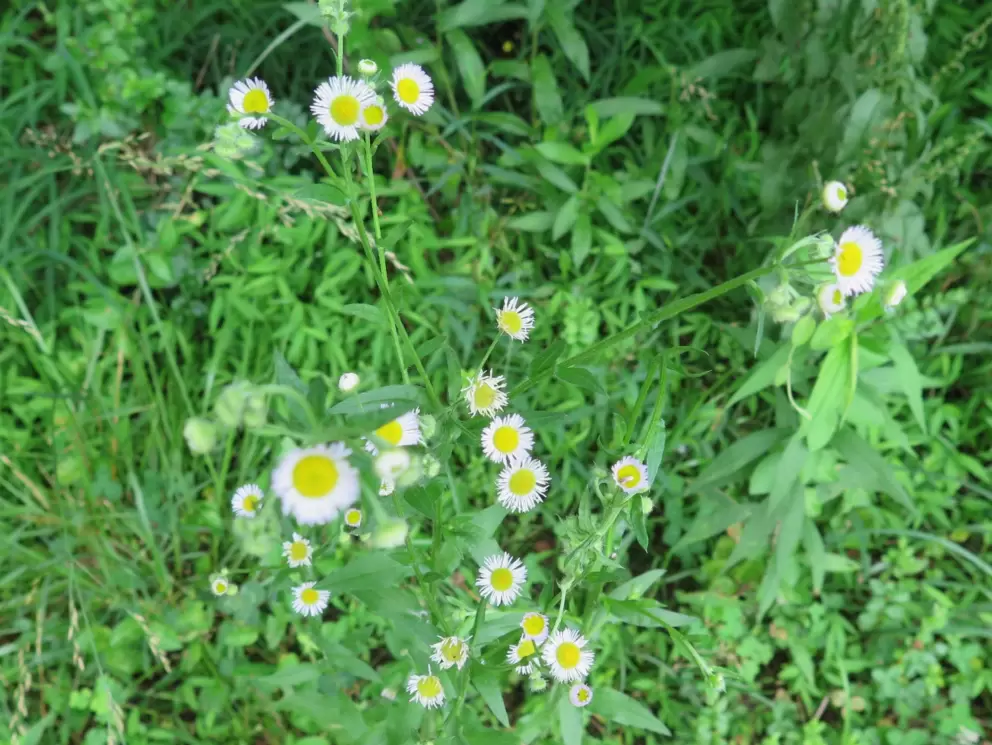 Wildflowers by the path.