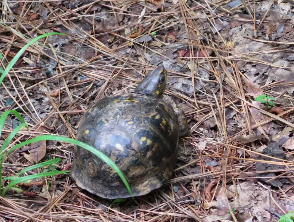 Box turtle by the path!