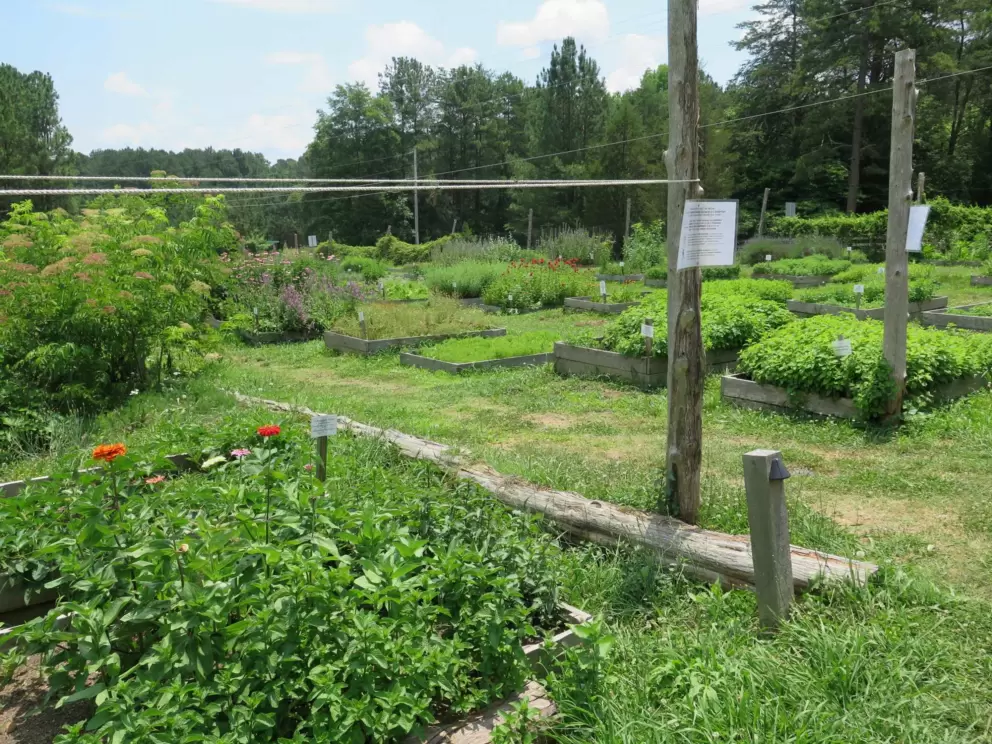 Vegetable planters.