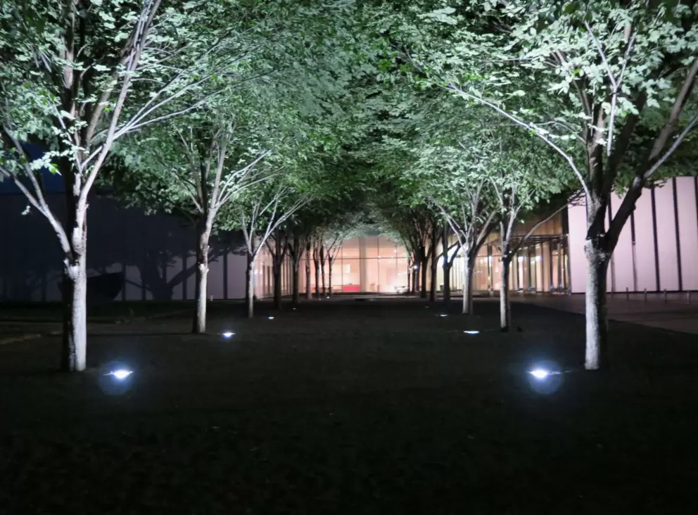 Trees lit up in the courtyard at night.