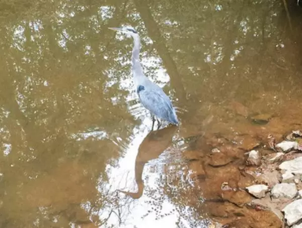 Great Blue Heron and reflection, in the creek.
